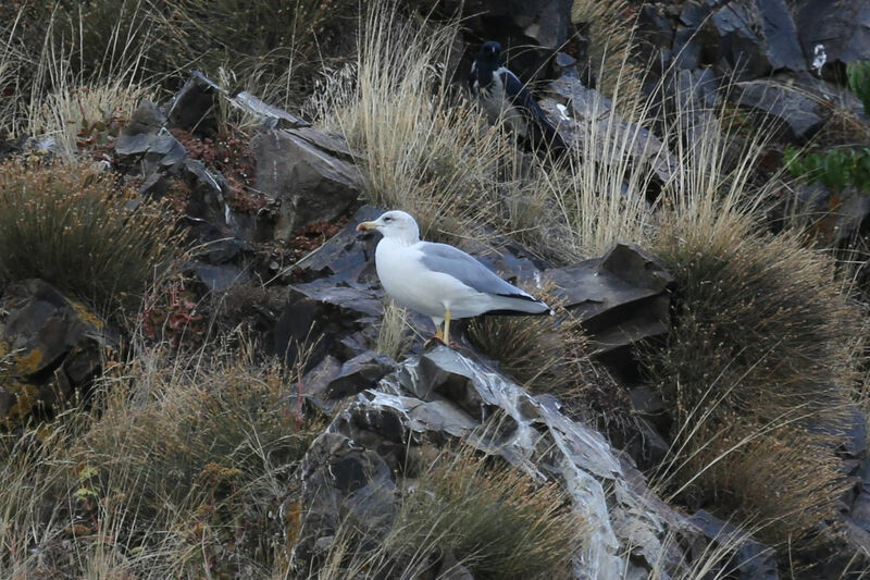 Armenian Gull