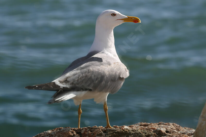 Yellow-legged Gull