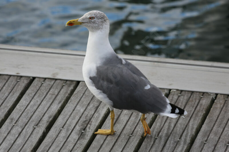 Goéland leucophée