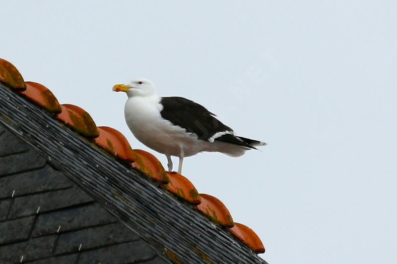 Great Black-backed Gull