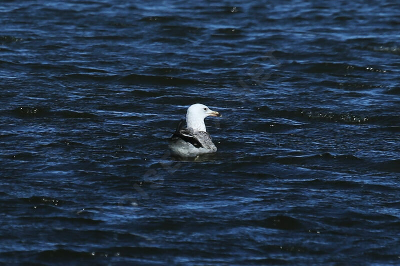 Caspian Gull