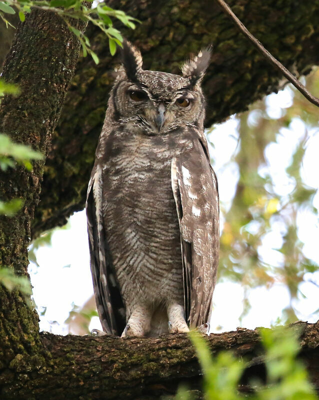 Greyish Eagle-Owl