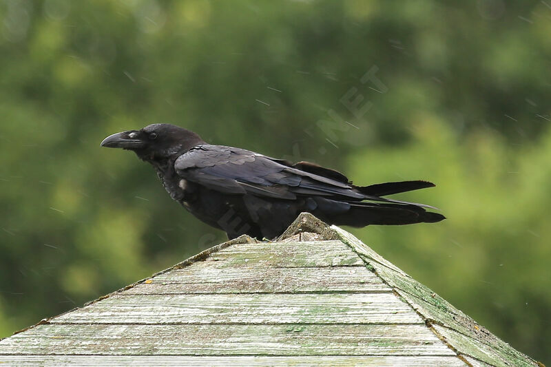 Northern Raven