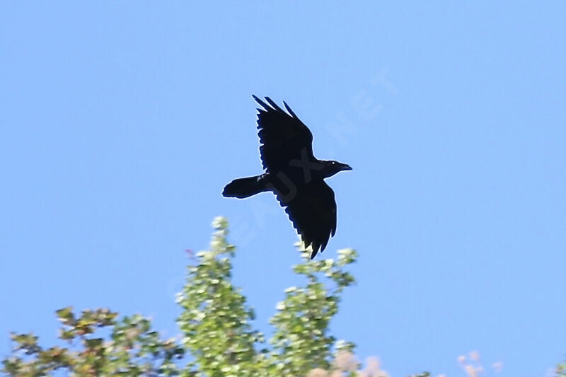 Northern Raven