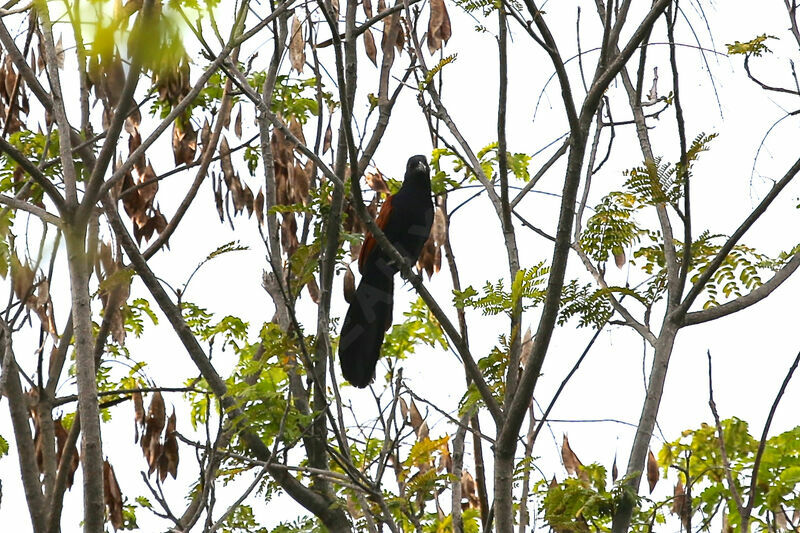 Greater Coucal