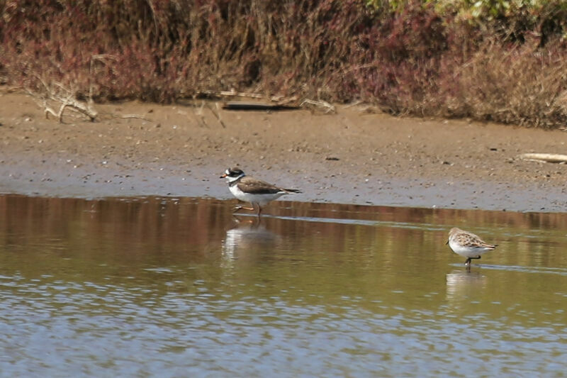 Common Ringed Plover