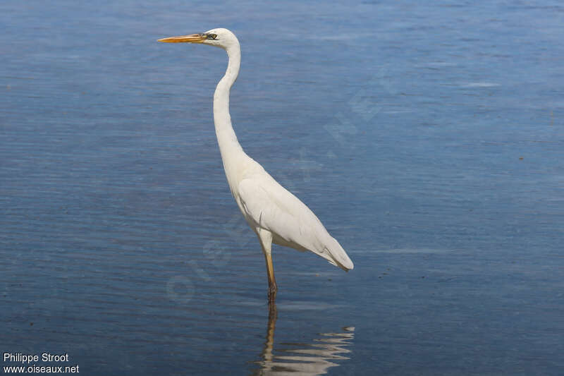 Great Blue Heron, pigmentation