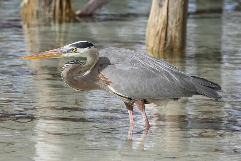 Grand Héron, identification