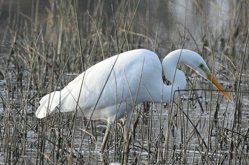 Grande Aigrette