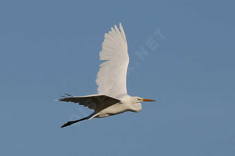 Grande Aigrette