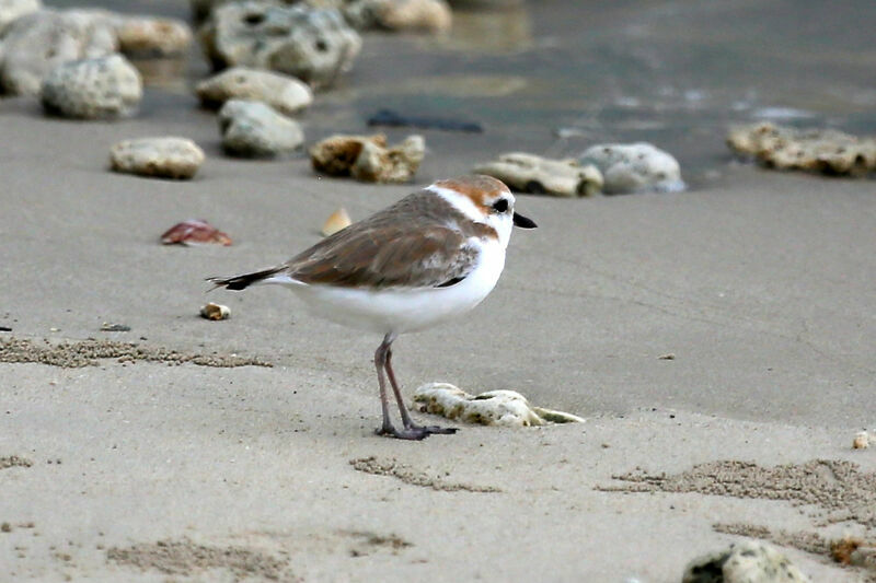 Malaysian Plover