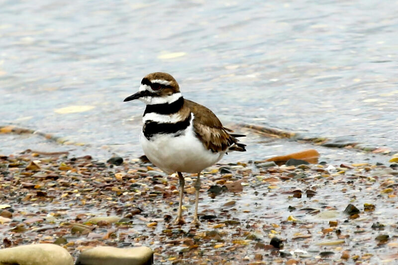 Killdeer