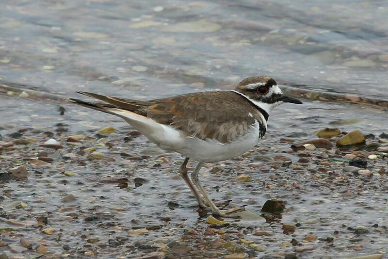 Killdeer