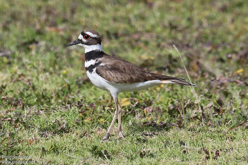 Killdeer male adult breeding