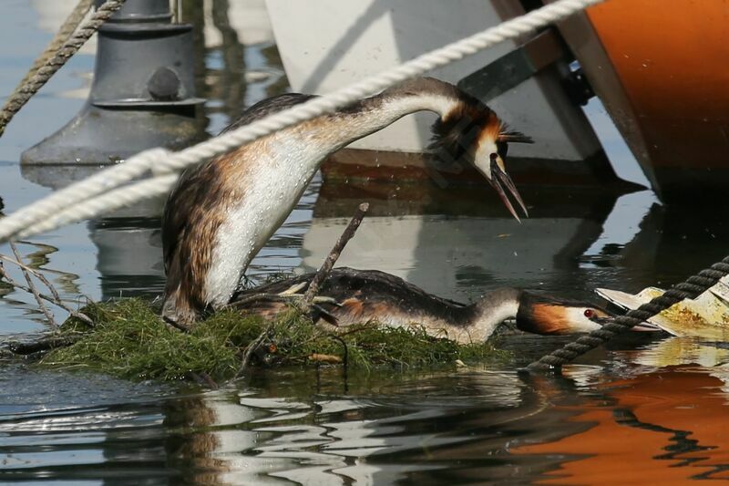 Great Crested Grebeadult, mating.