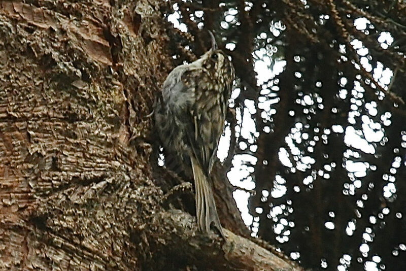 Eurasian Treecreeper