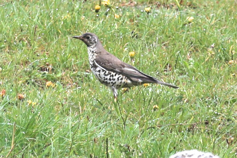 Mistle Thrush