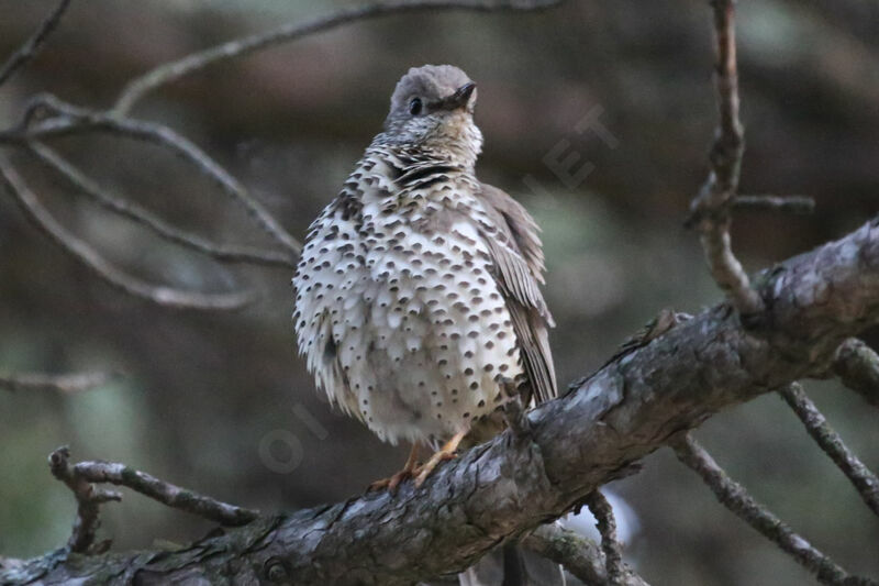 Mistle Thrush