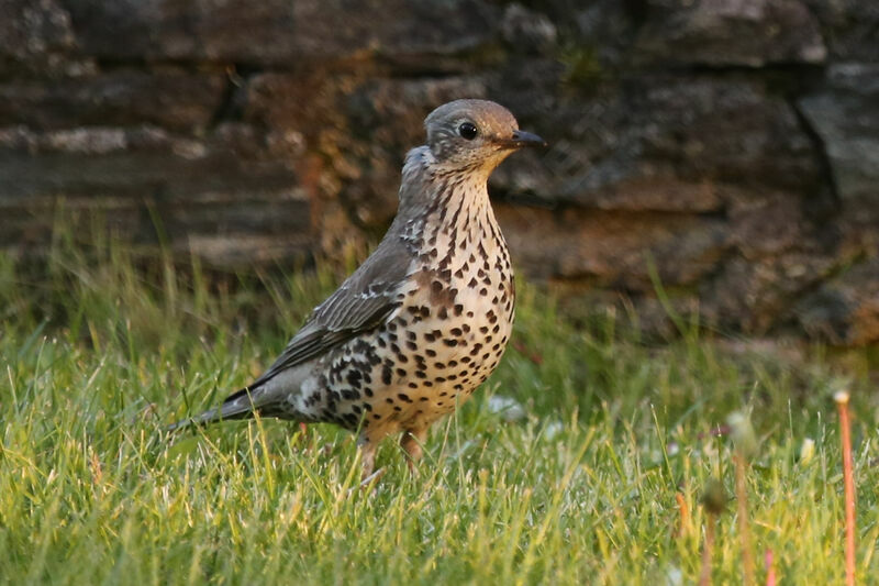 Mistle Thrush