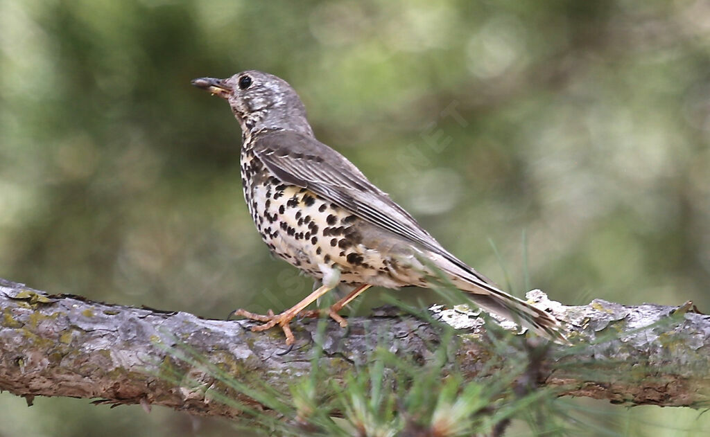 Mistle Thrush