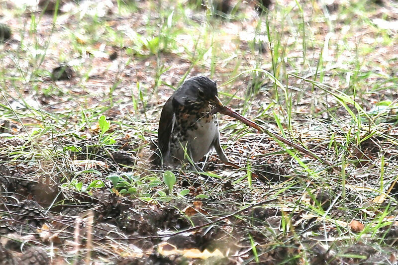 Fieldfare