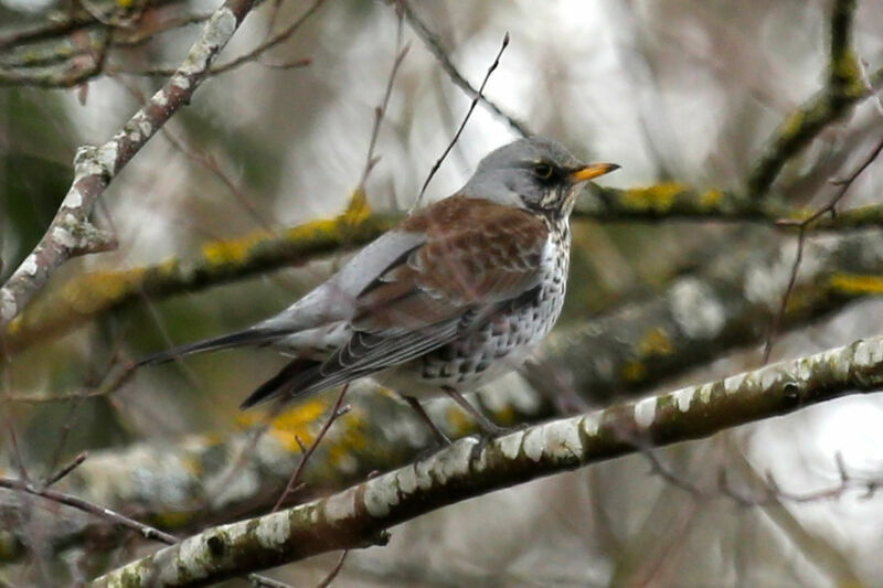 Fieldfare