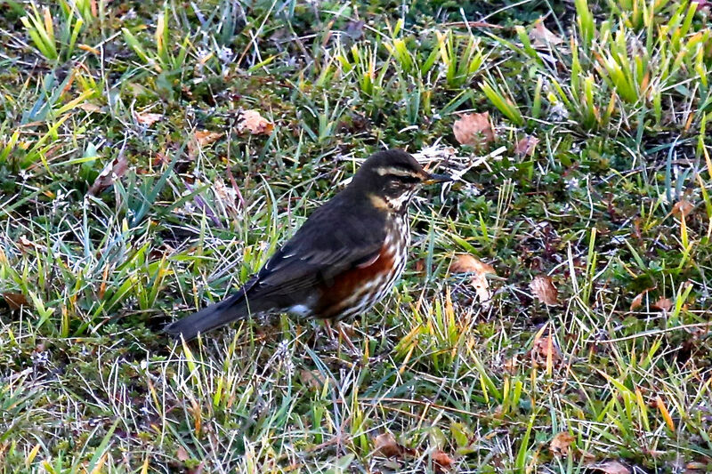 Redwing