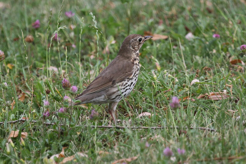 Song Thrush