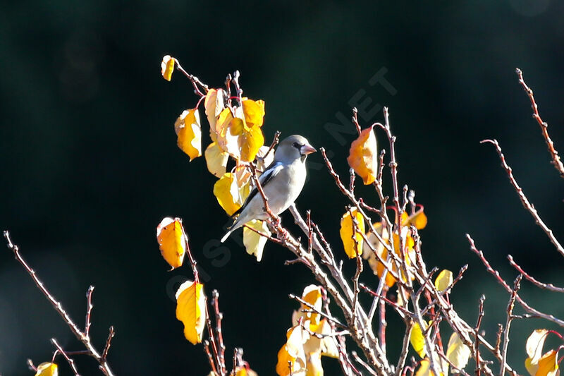 Hawfinch