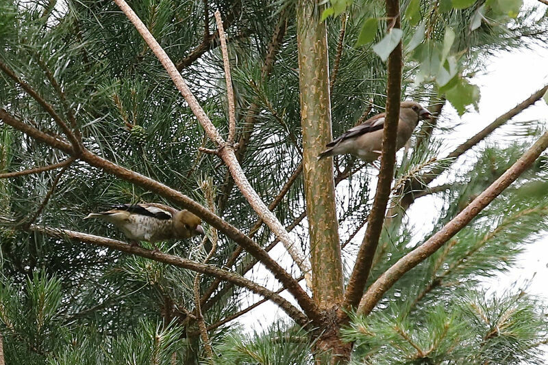 Hawfinch