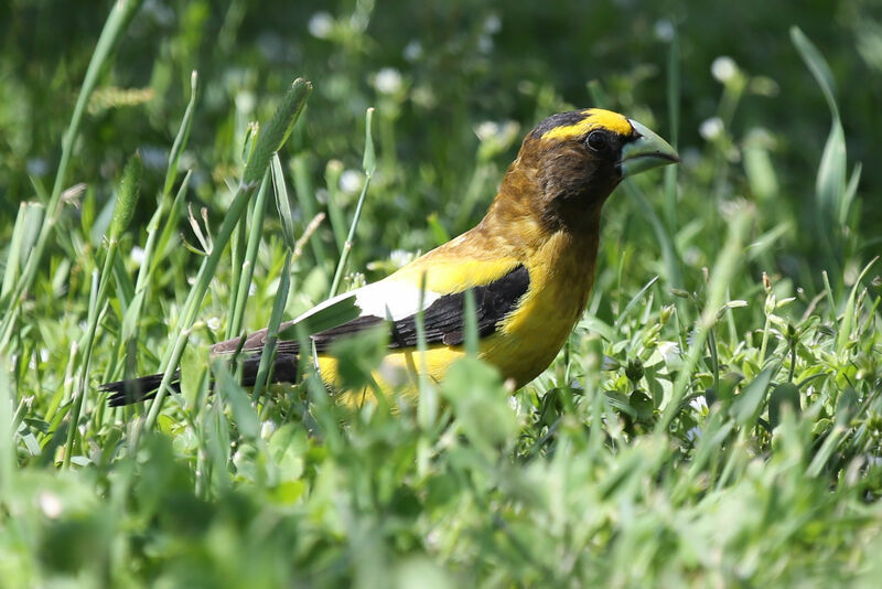 Evening Grosbeak