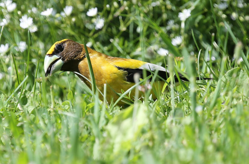 Evening Grosbeak