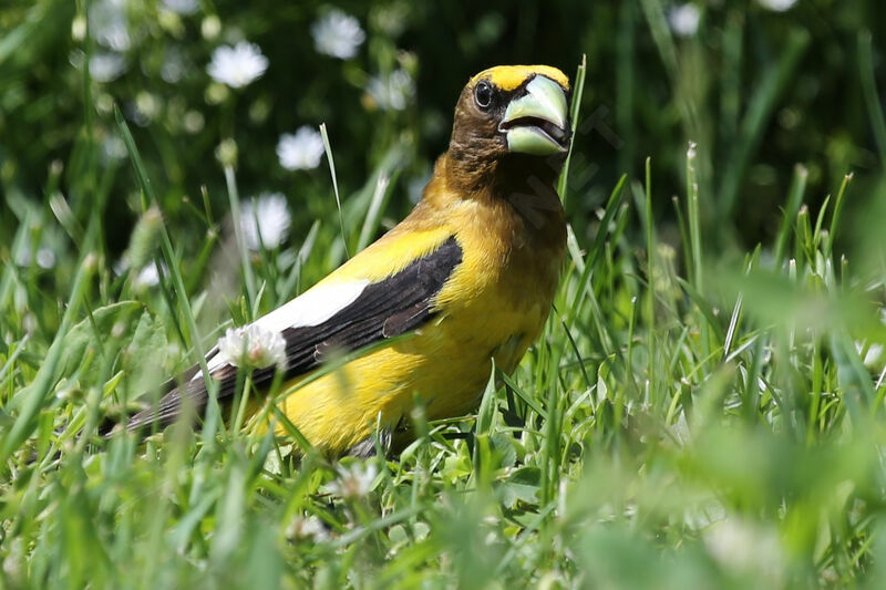 Evening Grosbeak