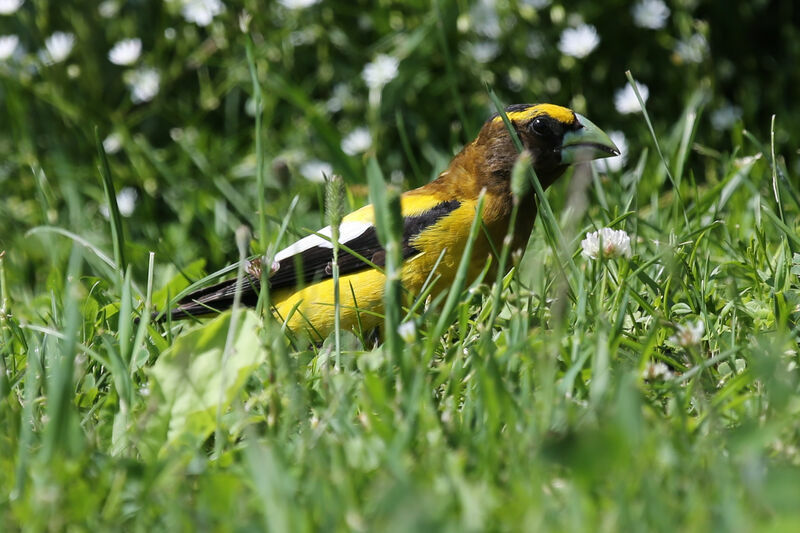 Evening Grosbeak