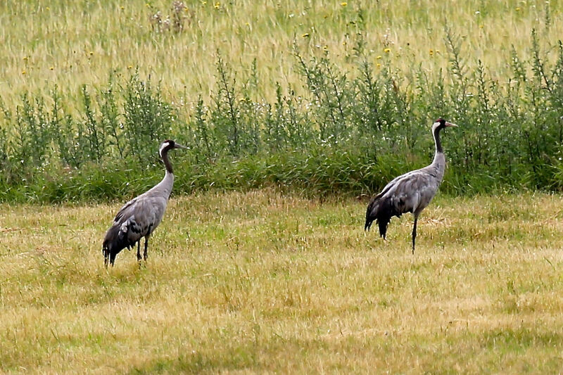 Common Crane