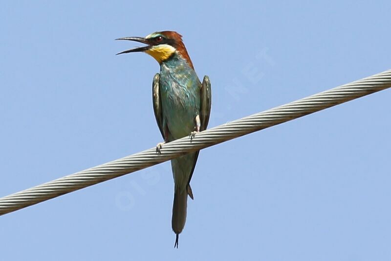 European Bee-eater