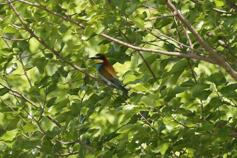 European Bee-eater