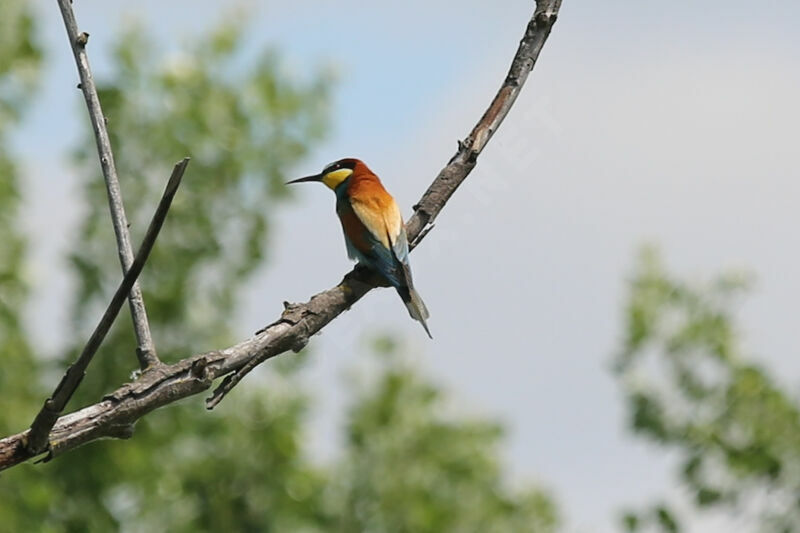 European Bee-eater