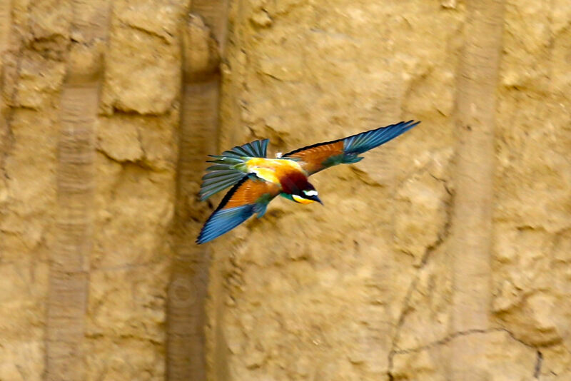 European Bee-eater