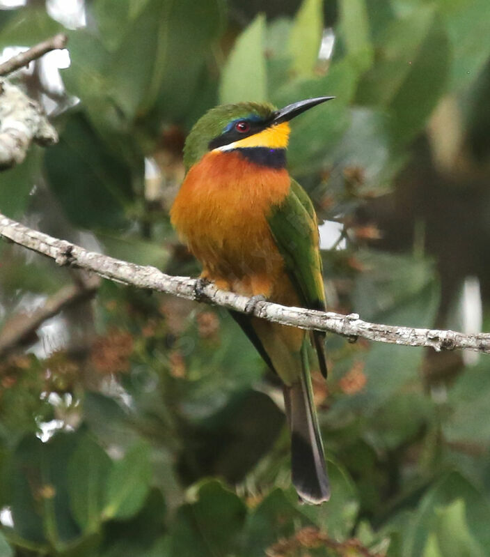 Cinnamon-chested Bee-eater