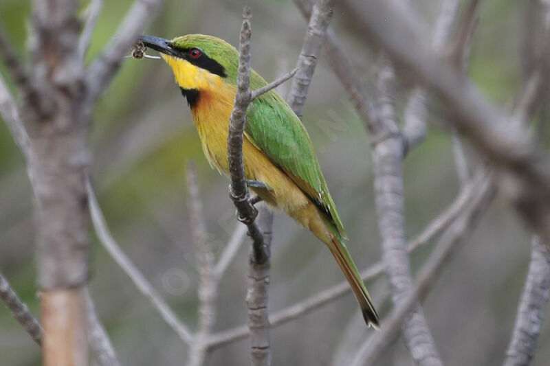 Little Bee-eater