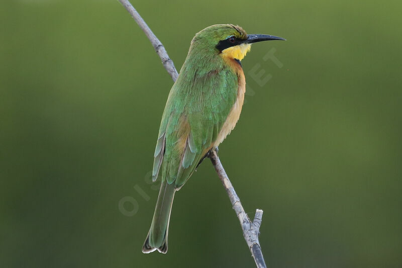 Little Bee-eater