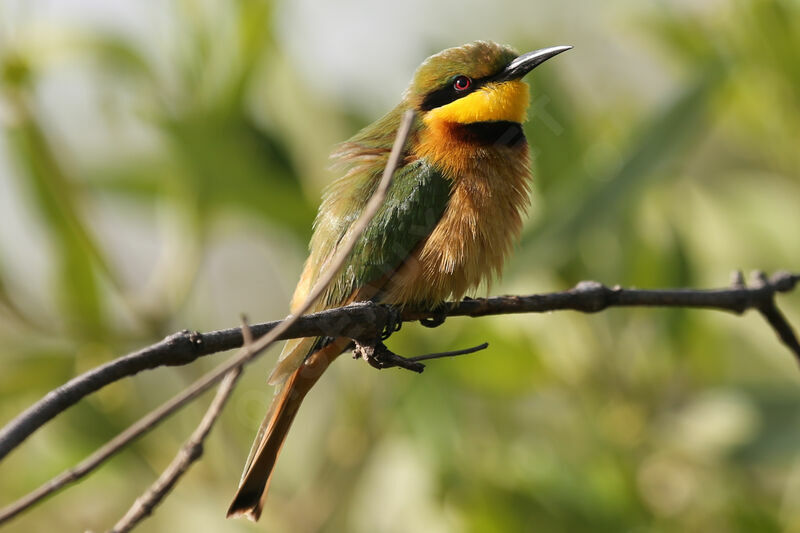 Little Bee-eater