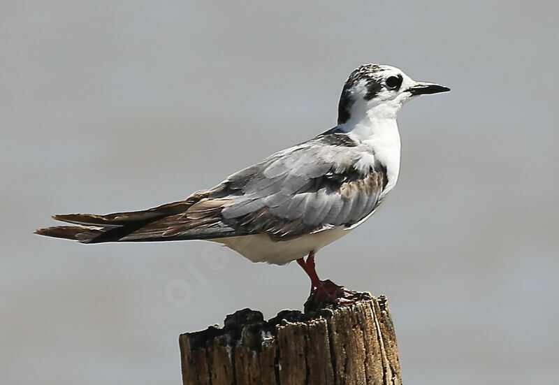 Guifette leucoptère