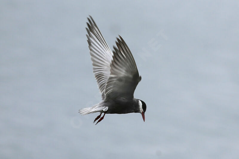 Whiskered Tern