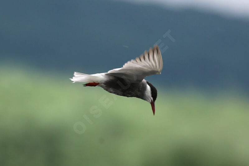 Whiskered Tern