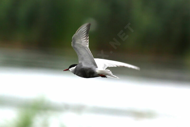 Whiskered Tern