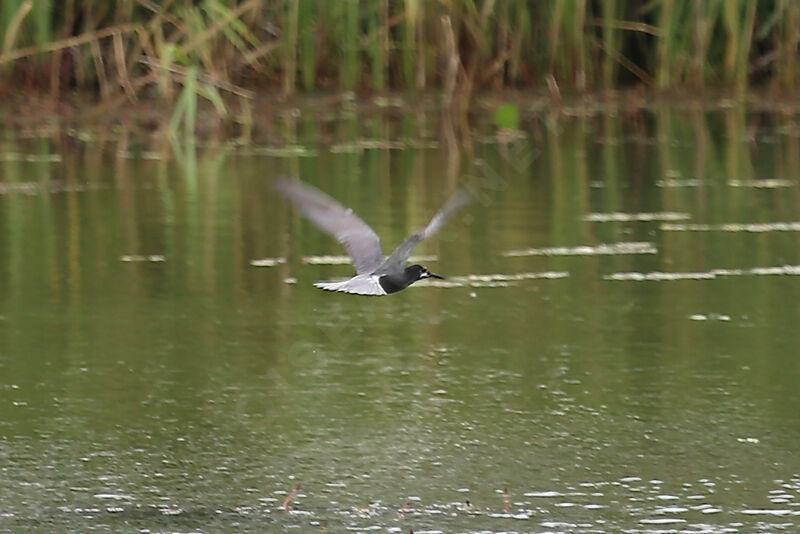 Black Tern