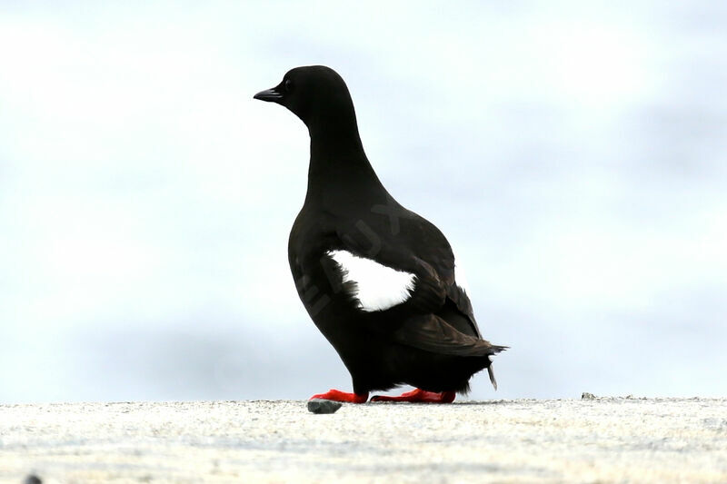 Black Guillemot