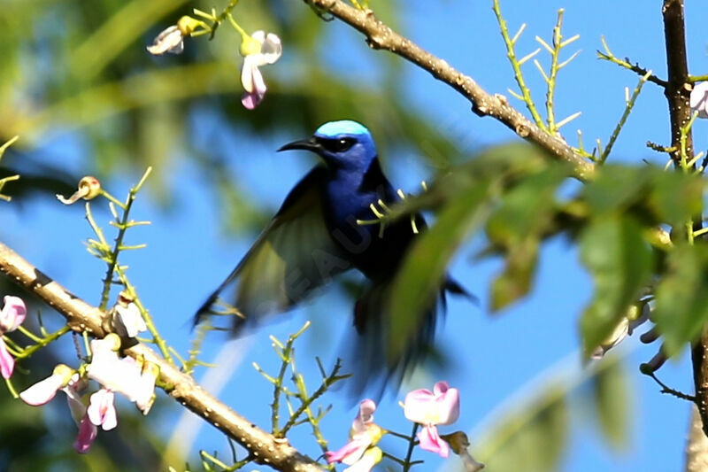 Red-legged Honeycreeper